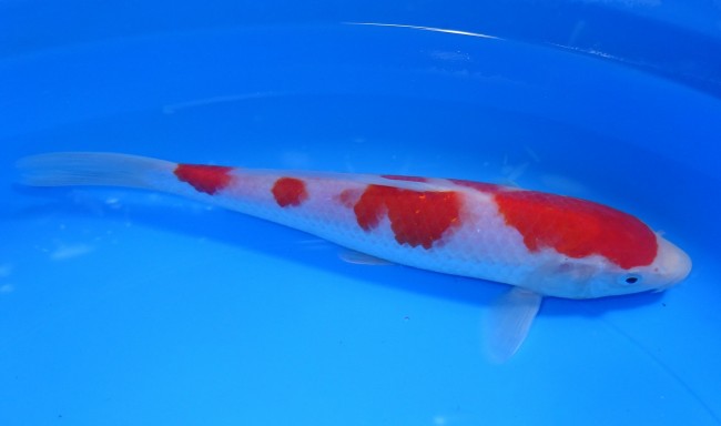 紅白 22cm 錦屋養鯉場 紅白 22cm 錦鯉販売 通信販売 錦屋養鯉場