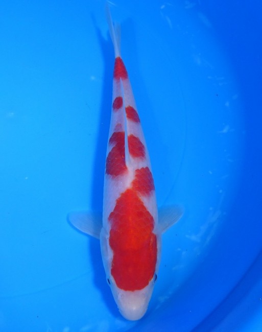 紅白 22cm 錦屋養鯉場 紅白 22cm 錦鯉販売 通信販売 錦屋養鯉場