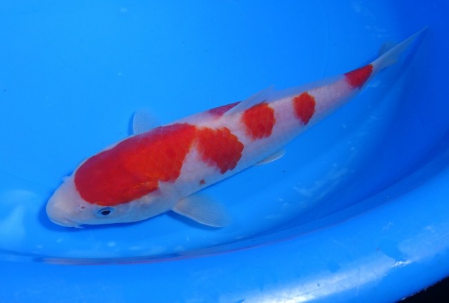 紅白 22cm 錦屋養鯉場 紅白 22cm 錦鯉販売 通信販売 錦屋養鯉場