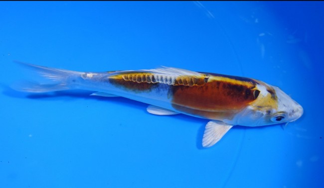 錦屋養鯉場 　ドイツ クジャク黄金　17cm　 錦鯉販売　通信販売　錦屋養鯉場