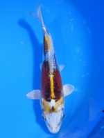  　ドイツ  クジャク黄金　18cm　 