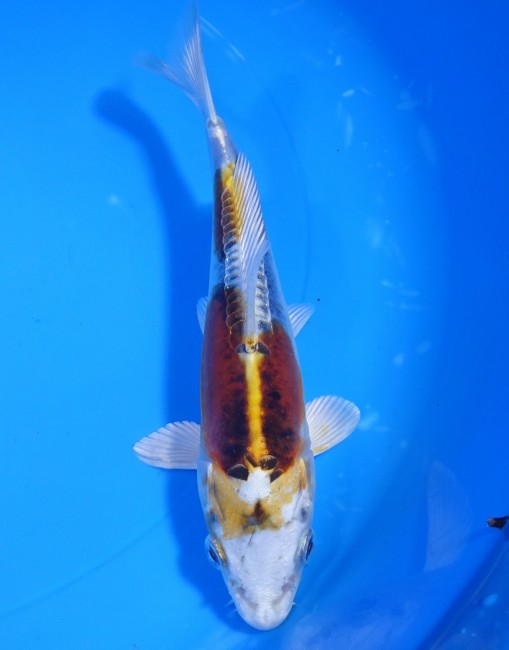 錦屋養鯉場 　ドイツ  クジャク黄金　17cm　 錦鯉販売　通信販売　錦屋養鯉場