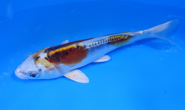 錦屋養鯉場 　ドイツ クジャク黄金　17cm　 錦鯉販売　通信販売　錦屋養鯉場