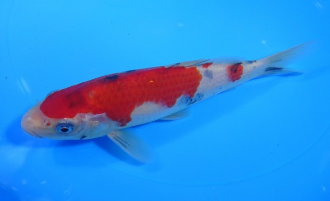 錦屋養鯉場 　大正三色　19cm　 錦鯉販売　通信販売　錦屋養鯉場