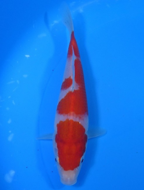 紅白 17cm 錦屋養鯉場 紅白 17cm 錦鯉販売 通信販売 錦屋養鯉場