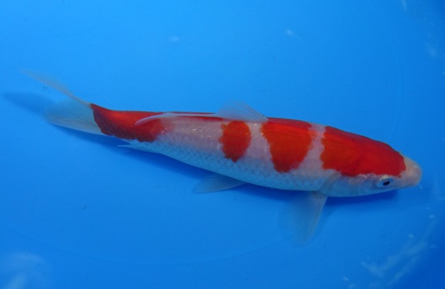 紅白 17cm 錦屋養鯉場 紅白 17cm 錦鯉販売 通信販売 錦屋養鯉場