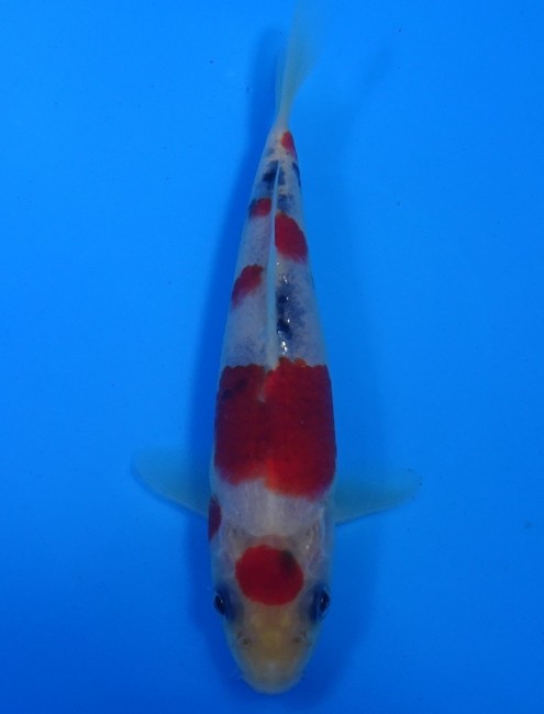 丸天 大正三色 13cm 錦屋養鯉場 丸天 大正三色 13cm 錦鯉販売 通信販売 錦屋養鯉場