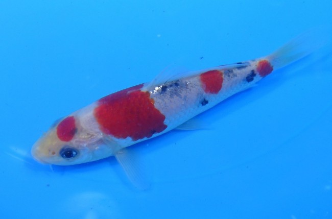 丸天 大正三色 13cm 錦屋養鯉場 丸天 大正三色 13cm 錦鯉販売 通信販売 錦屋養鯉場