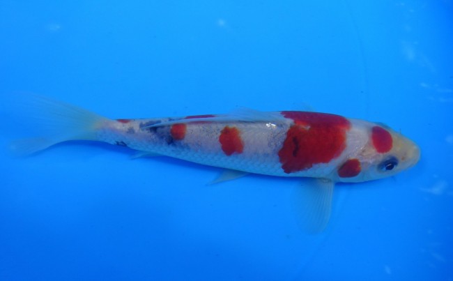 丸天 大正三色 13cm 錦屋養鯉場 丸天 大正三色 13cm 錦鯉販売 通信販売 錦屋養鯉場