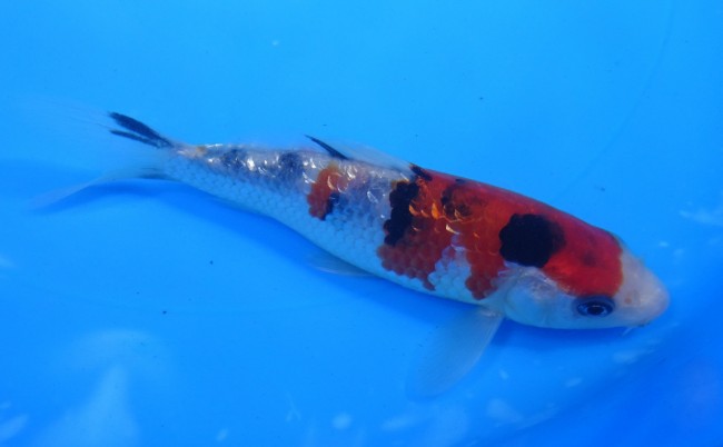 錦屋養鯉場 　ダイヤ銀鱗 大正三色　14cm 　 錦鯉　通信販売　錦屋養鯉場