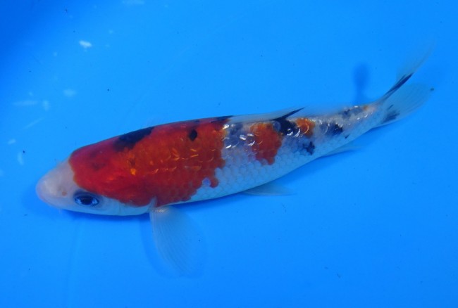 錦屋養鯉場 　ダイヤ銀鱗 大正三色　14cm 　 錦鯉　通信販売　錦屋養鯉場