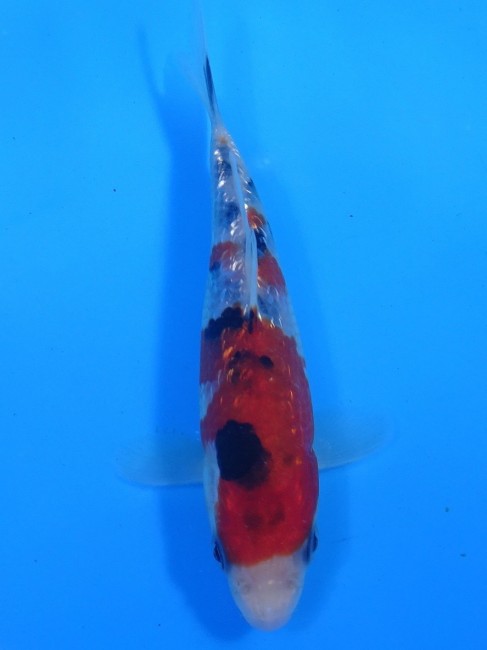 錦屋養鯉場 　ダイヤ銀鱗 大正三色　14cm 　 錦鯉　通信販売　錦屋養鯉場