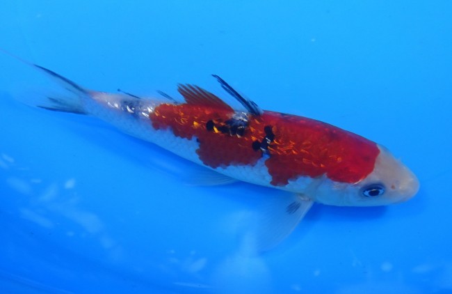 ダイヤ銀鱗 大正三色 15cm 錦屋養鯉場 ダイヤ銀鱗 大正三色 15cm 錦鯉 通信販売 錦屋養鯉場