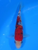  　ダイヤ銀鱗 大正三色　15cm 　 