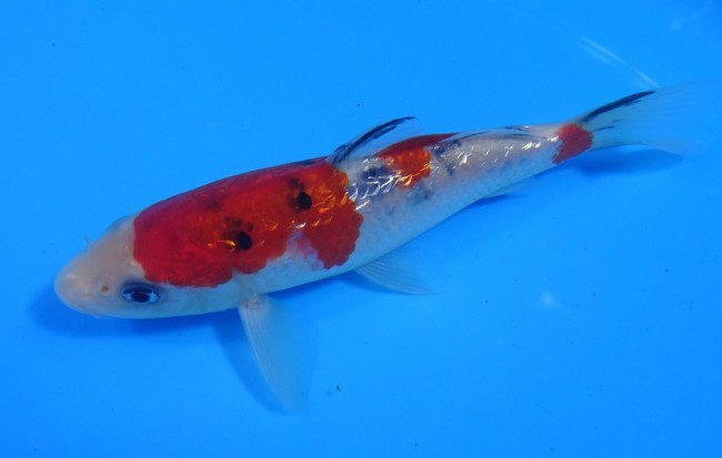 ダイヤ銀鱗 大正三色 15cm 錦屋養鯉場 ダイヤ銀鱗 大正三色 15cm 錦鯉 通信販売 錦屋養鯉場