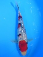  　ダイヤ銀鱗 大正三色　16cm 　 