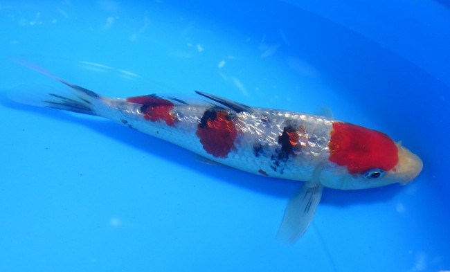 錦屋養鯉場 　ダイヤ銀鱗 丸天大正三色　16cm 　 錦鯉　通信販売　錦屋養鯉場