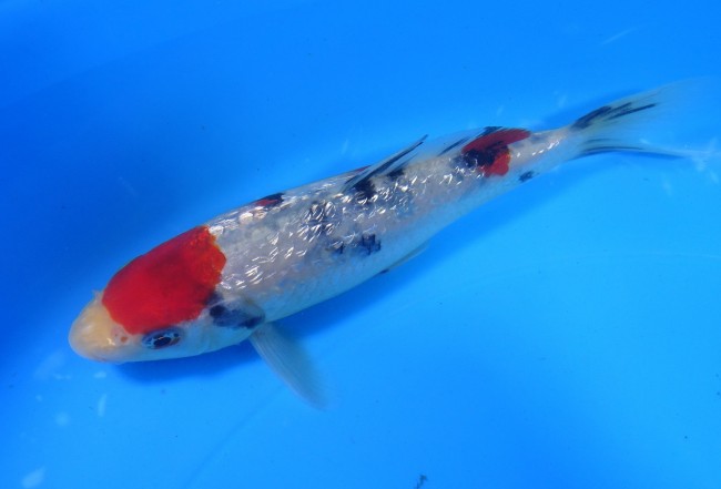 錦屋養鯉場 　ダイヤ銀鱗 丸天大正三色　16cm 　 錦鯉　通信販売　錦屋養鯉場