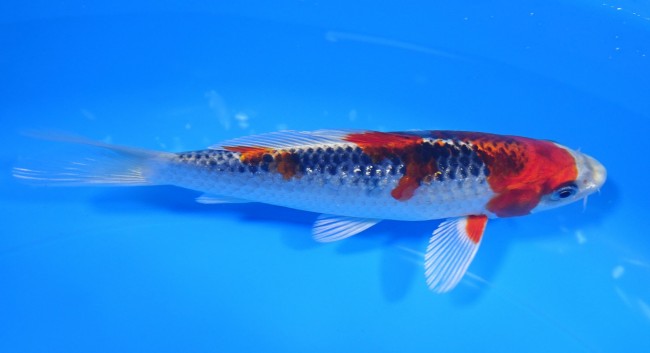 紅クジャク黄金 15cm 錦屋養鯉場 紅クジャク黄金 15cm 錦鯉販売 通信販売 錦屋養鯉場