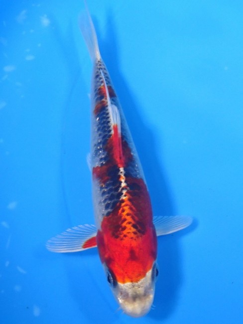 紅クジャク黄金 15cm 錦屋養鯉場 紅クジャク黄金 15cm 錦鯉販売 通信販売 錦屋養鯉場