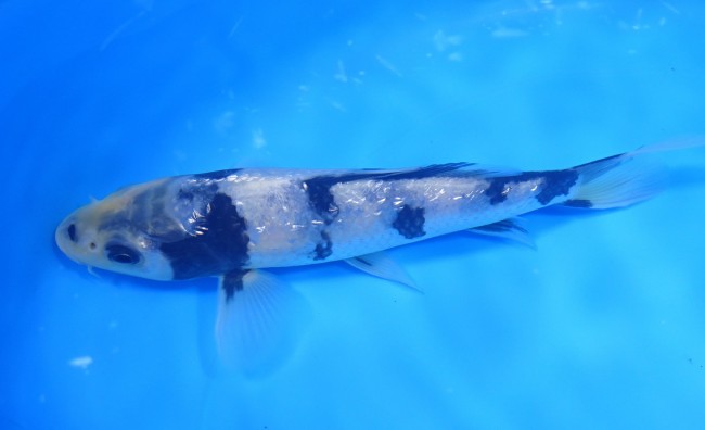 ダイヤ銀鱗 白写り 16cm 錦屋養鯉場 ダイヤ銀鱗 白写り 16cm 錦鯉販売 通信販売 錦屋養鯉場