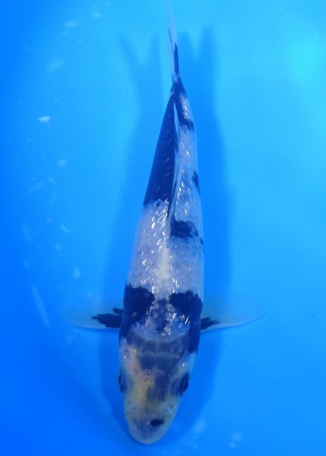 ダイヤ銀鱗 白写り 16cm 錦屋養鯉場 ダイヤ銀鱗 白写り 16cm 錦鯉販売 通信販売 錦屋養鯉場