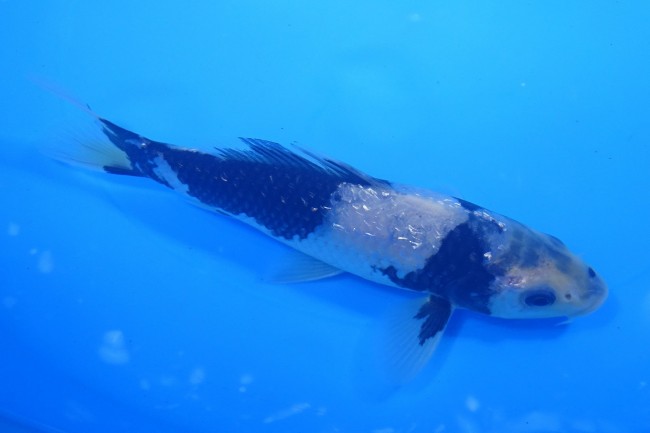 ダイヤ銀鱗 白写り 16cm 錦屋養鯉場 ダイヤ銀鱗 白写り 16cm 錦鯉販売 通信販売 錦屋養鯉場