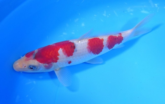 錦屋養鯉場 　大正三色　19cm　 錦鯉販売　通信販売　錦屋養鯉場