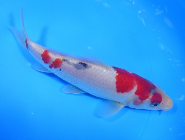 錦屋養鯉場 　大正三色　19cm　 錦鯉販売　通信販売　錦屋養鯉場