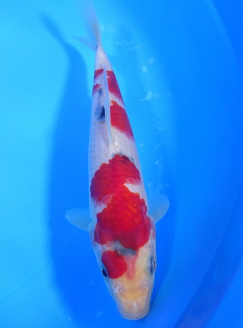 錦屋養鯉場 　大正三色　19cm　 錦鯉販売　通信販売　錦屋養鯉場