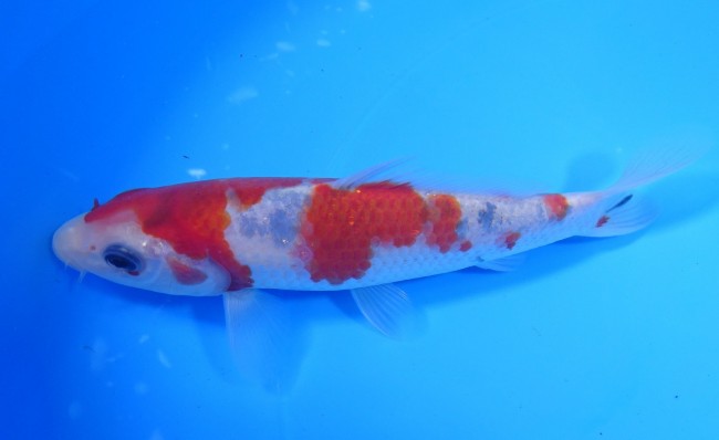 錦屋養鯉場 　大正三色　15cm　 錦鯉販売　通信販売　錦屋養鯉場