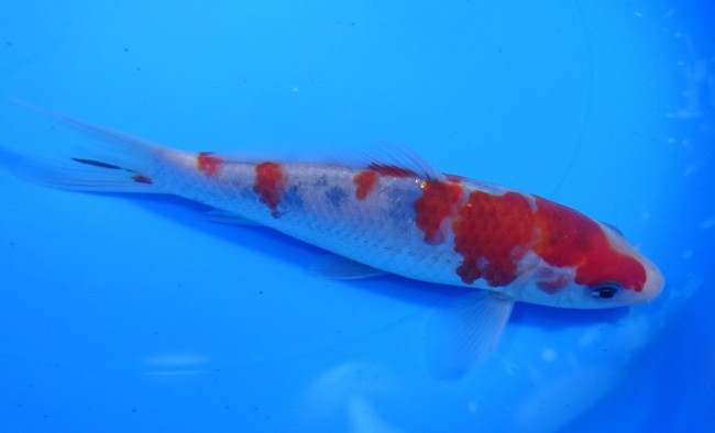 錦屋養鯉場 　大正三色　15cm　 錦鯉販売　通信販売　錦屋養鯉場