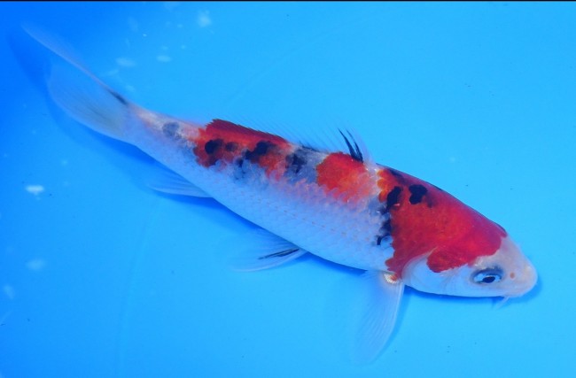 大正三色 15cm 錦屋養鯉場 大正三色 15cm 錦鯉販売 通信販売 錦屋養鯉場