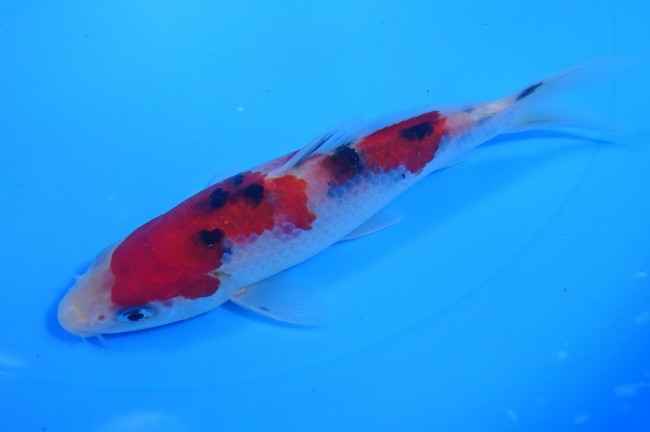 大正三色 15cm 錦屋養鯉場 大正三色 15cm 錦鯉販売 通信販売 錦屋養鯉場