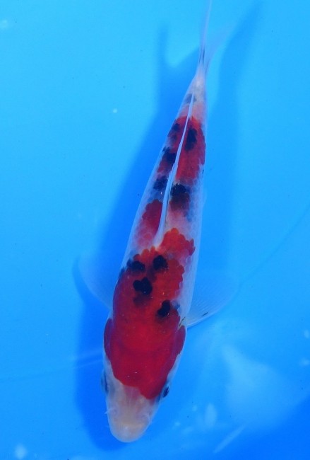 大正三色 15cm 錦屋養鯉場 大正三色 15cm 錦鯉販売 通信販売 錦屋養鯉場