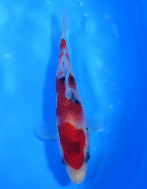 錦屋養鯉場 　大正三色　15cm　 錦鯉販売　通信販売　錦屋養鯉場