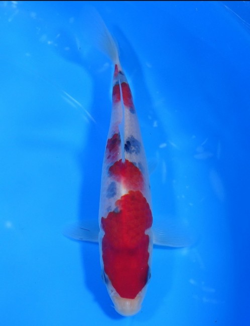 錦屋養鯉場 　大正三色　16cm　 錦鯉販売　通信販売　錦屋養鯉場