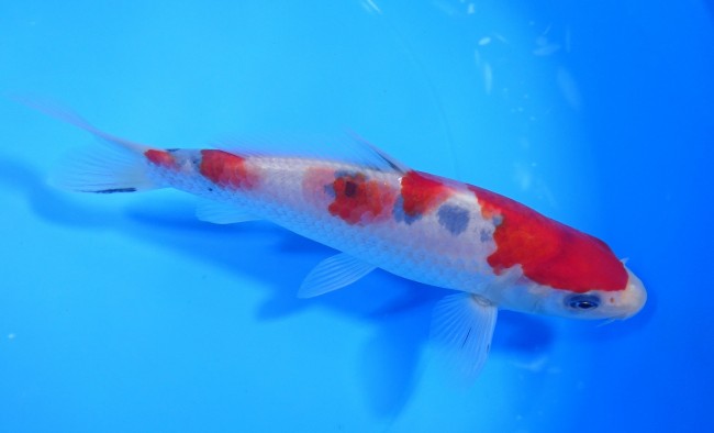 錦屋養鯉場 　大正三色　16cm　 錦鯉販売　通信販売　錦屋養鯉場