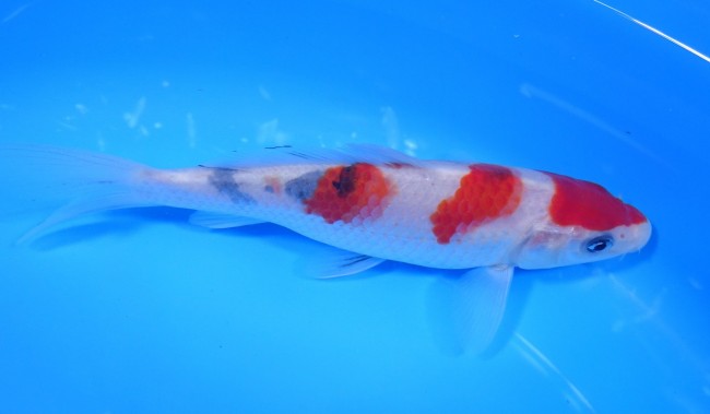 錦屋養鯉場 　大正三色　17cm　 錦鯉販売　通信販売　錦屋養鯉場