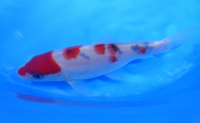 錦屋養鯉場 　大正三色　17cm　 錦鯉販売　通信販売　錦屋養鯉場