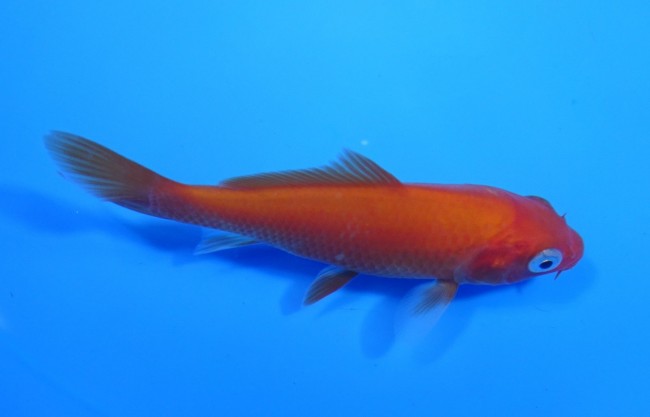 錦屋養鯉場　 緋鯉　10cm　錦鯉販売　通信販売　錦屋養鯉場