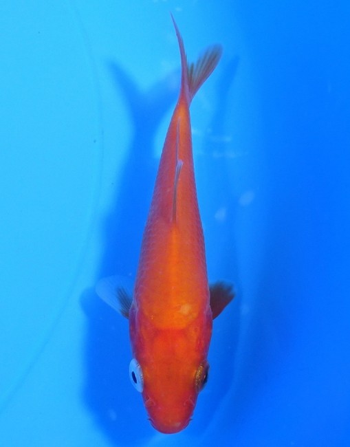 錦屋養鯉場　 緋鯉　10cm　錦鯉販売　通信販売　錦屋養鯉場