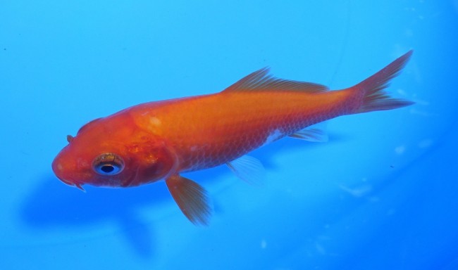 錦屋養鯉場　 緋鯉　10cm　錦鯉販売　通信販売　錦屋養鯉場