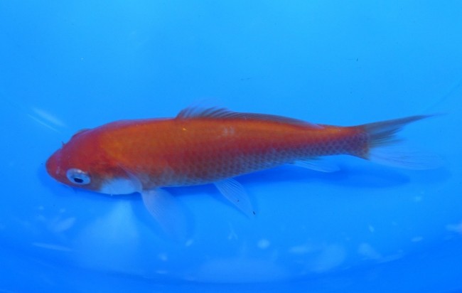 錦屋養鯉場　 緋鯉　12cm　錦鯉販売　通信販売　錦屋養鯉場