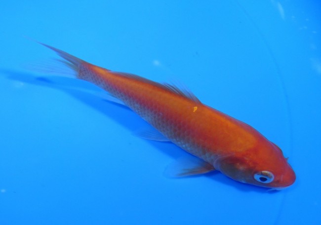 錦屋養鯉場　 緋鯉　12cm　錦鯉販売　通信販売　錦屋養鯉場