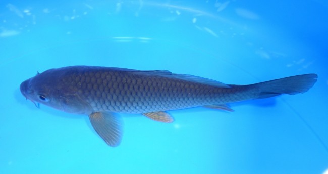 錦屋養鯉場　茶鯉　17cm　錦鯉販売　通信販売　錦屋養鯉場