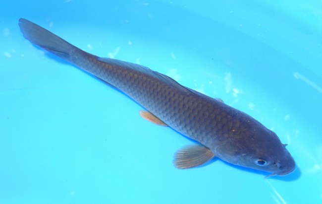 錦屋養鯉場　茶鯉　17cm　錦鯉販売　通信販売　錦屋養鯉場