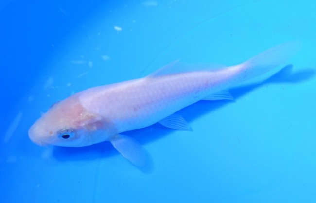 錦屋養鯉場 　白鯉　13cm　 錦鯉販売　通信販売　錦屋養鯉場