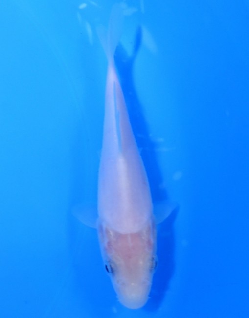 錦屋養鯉場 　白鯉　13cm　 錦鯉販売　通信販売　錦屋養鯉場