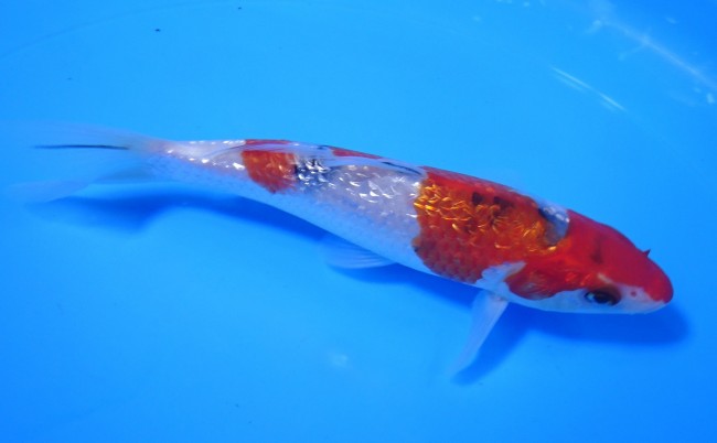 錦屋養鯉場 　ダイヤ銀鱗 大正三色　16cm 　 錦鯉　通信販売　錦屋養鯉場